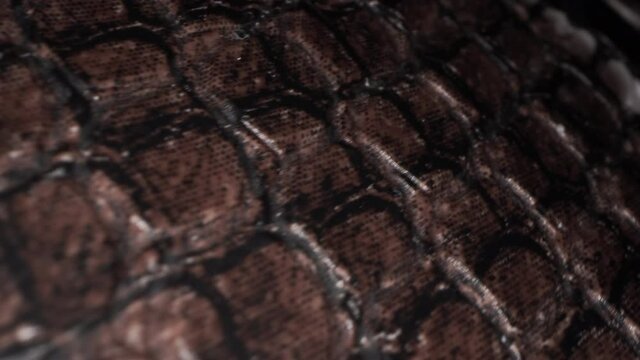 Crocodile snakeskin texture close up. Natural animal print macro