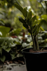 TAKING CARE OF PLANTS IN A GARDEN.