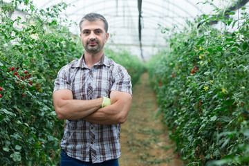 Portrait of successful horticulturist standing with arms crossed in greenhouse near bushes of ripening red grape tomatoes