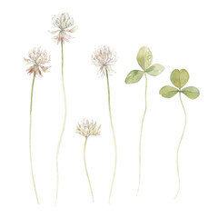 Clover, isolated elements for design on a white background. Watercolor set, hand drawn illustration.