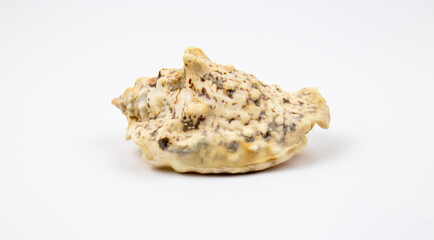 white background with marine motifs, fossil shells.