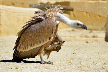 Closeup of griffon vulture (Gyps fulvus) walking on ground seen from profile
