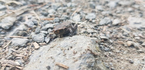 Tiny frog on rock