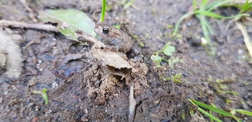 Little frog