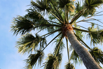 Palmier dans le ciel bleu