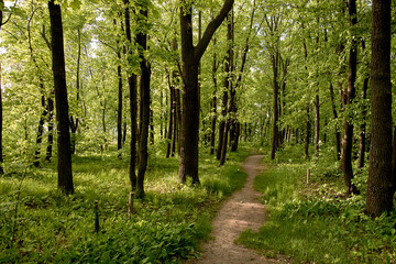 paths in the forest