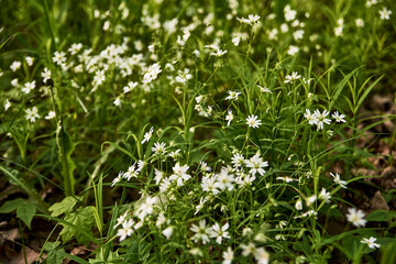 forest flower carpet