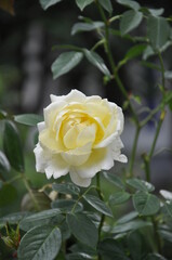 Beautiful yellow rose growing in the garden
