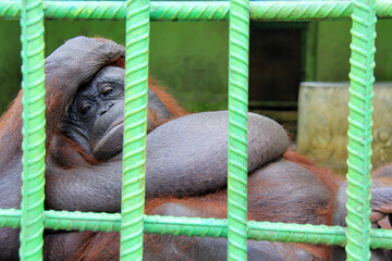 Orangutan at the zoo, Kampar, Riau, Indonesia.