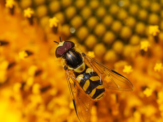 Macro photo of Hoverflies pollinating on the sunflower.Hoverflies, also called flower flies or...