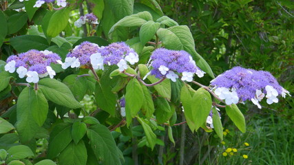 Blüten einer Samthortensien / Fellhortensie