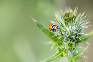 Marienkäfer an einer Blüte
