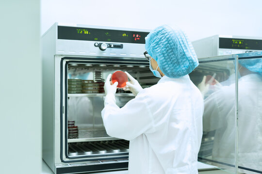 Unidentified microbiologist is observing the growth of bacterial colony on incubated agar plate of selective media, concept of working in microbial laboratory in pharmaceutical industry.