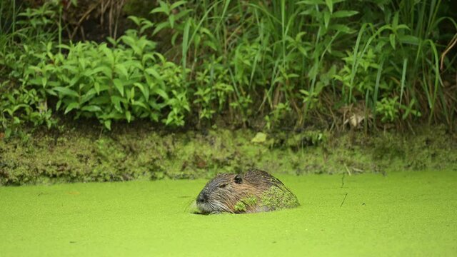 Nutria l&auml;sst sich die Entengr&uuml;tze schmecken