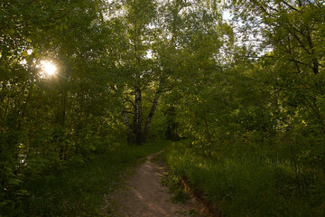 Fototapeta na wymiar paths in the forest