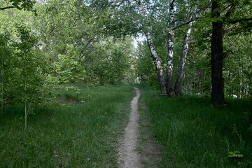 paths in the forest