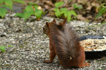 Eichhörnchen an Futterstelle