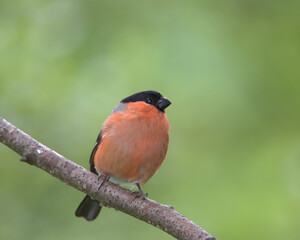 Male Eurasian Bullfinch , Pyrrhula pyrrhula perched on a branch.