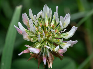 Close-up of flower head of alsike clover in blossom. Trifolium hybridum. Details of the stalked, pale pink or whitish flower head. Selective focus, blurred background.
