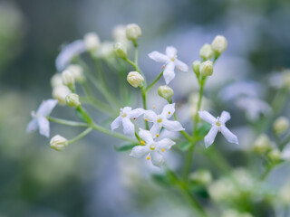 Close-up of heath bedstraw flowers in blossom. Galium saxatile. Mat-forming herb found on...