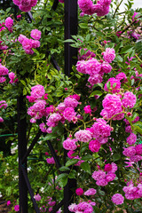 Fototapeta na wymiar pink french rosehip with rose flowers