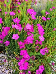 pink flowers in the garden