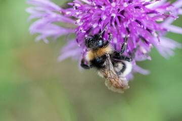 Fototapeta premium Hummel an einer lila Distelblüte - Makroaufnahme