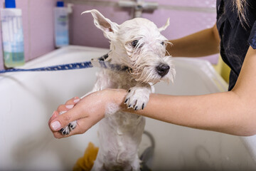 Grooming salon working place, pet shop.
