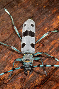The close-up of the Rosalia longicorn (Rosalia alpina) or Alpine longhorn beetle