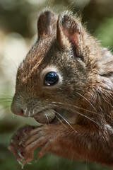 Close-up of an Eurasian red squirrel (Sciurus vulgaris) eating a hazelnut