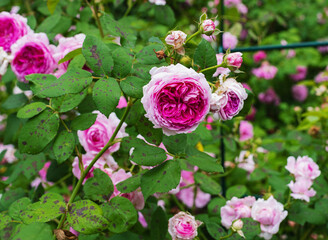 french rosehip, roses with pink flowers