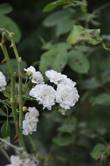 White little rose bush blossom in the garden