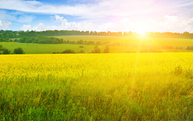 Bright sunset over rapeseed field.