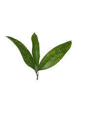 tropical green leafs isolated on white background