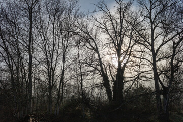 Fototapeta na wymiar Foggy day with the sun rising through the trees in winter.