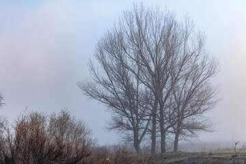 Foggy day with the sun rising through the trees in winter.