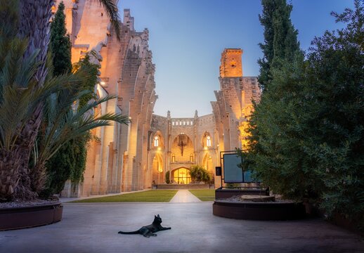 Black cat lying in front of illuminated old historical church without a roof at twilight in town of Son Servera, Mallorca, Spain.
