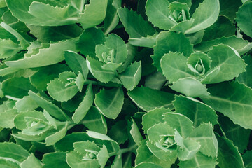 Textured background of green leaves