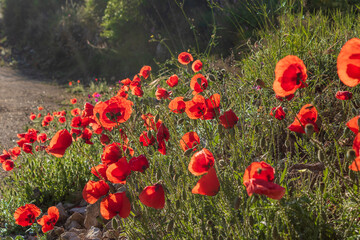Group of poppies at sunrise.
