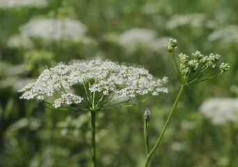 Forest wild flowers in summer