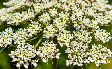 Detail photography of the small flowers of a larger flower.