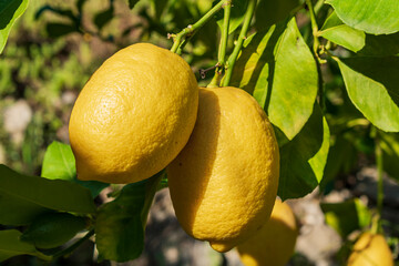 Lemons on the tree ready to collect.