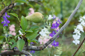 Fruit of immature pear on branch of tree.