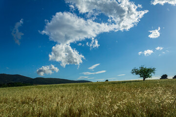 Fototapeta premium Wheat field with a tree on a sunny day with blue sky and white clouds in Alcoy.