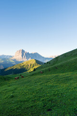 Fototapeta na wymiar Cattle in the Italian Dolimites of the Alp Mountains. This was taken on Seceda