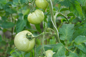 Unripe green tomatoes growing on bush in the garden.