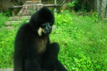 寿山動物園の猿
