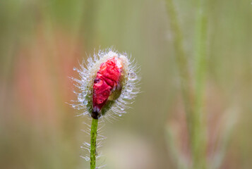 aufgehende Knospe einer roten Mohnblume mit Tautropfen