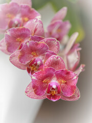  Flower pink peloric orchid phalaenopsis called Pirate Picottee
