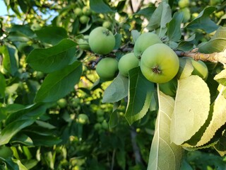 Green apples grow on a branch in the garden